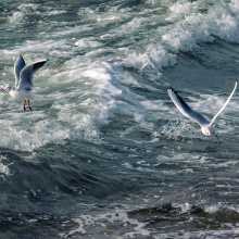 Photo by Alan Stocki/UG