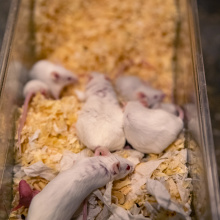 UG Experimental Animal Laboratory. Photo by Alan Stocki/UG.