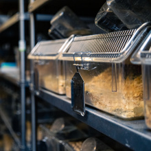 UG Experimental Animal Laboratory. Photo by Alan Stocki/UG.