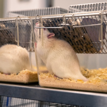 UG Experimental Animal Laboratory. Photo by Alan Stocki/UG.