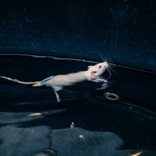 UG Experimental Animal Laboratory. Photo by Alan Stocki/UG.