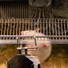 UG Experimental Animal Laboratory. Photo by Alan Stocki/UG.