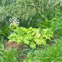 Barszcz Sosnowskiego