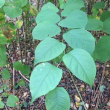 Rdestowiec Ostrokonczysty