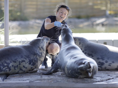 Na zdjęciu p. Natalia, pracownik Stacji Morskiej w Helu, podczas karmienia fok.