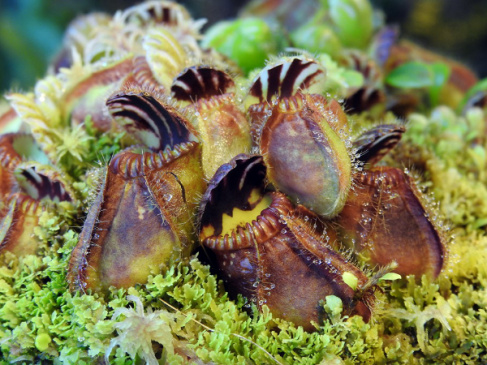 Rośliny mięsożerne