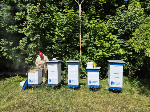 Ule na terenie kampusu UG