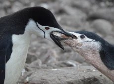 Pingwiny; fot. Lucas Kruger